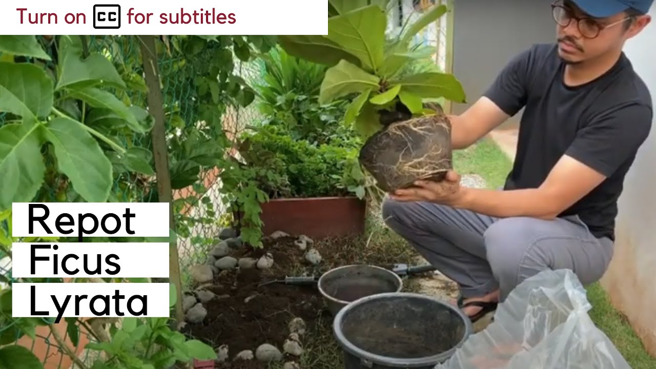 GARDENING | How to repot your Fiddle Leaf Fig (Ficus Lyrata)