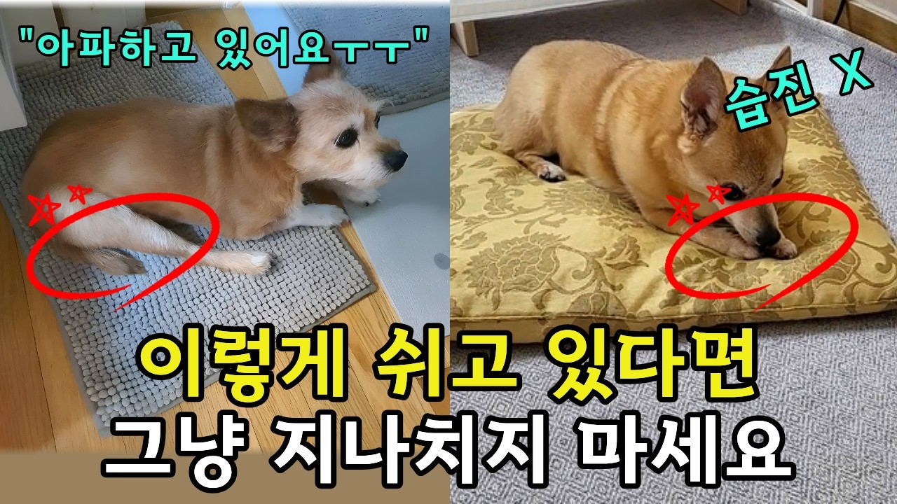 강아지 무릎을 서서히 망가뜨리는 보호자의 착각 TOP10 l'진짜' 슬개골 극초기 증상 '이렇게 알려주는 사람 없어요 ㅜㅜ