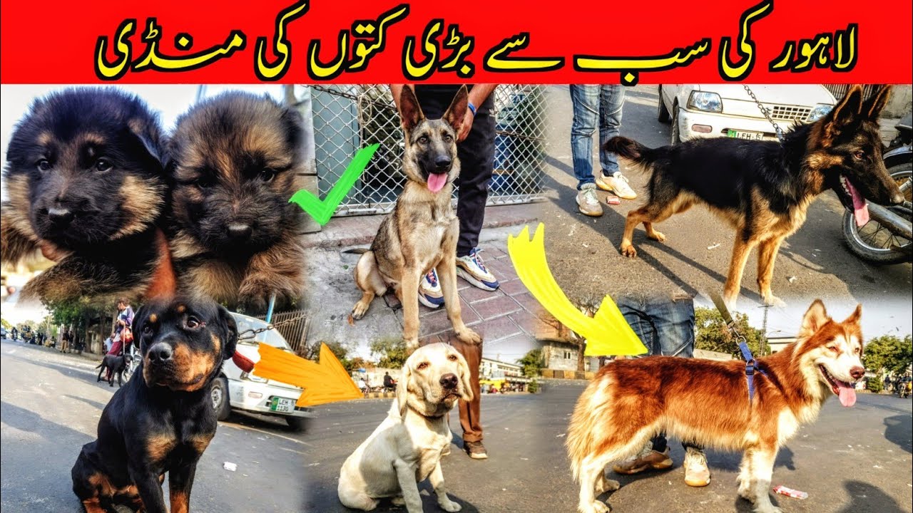 Latest Dogs Ki Mandi, 23 Nov | Tollinton Market Lahore | Exploring with YASIR | Special Dogs Market