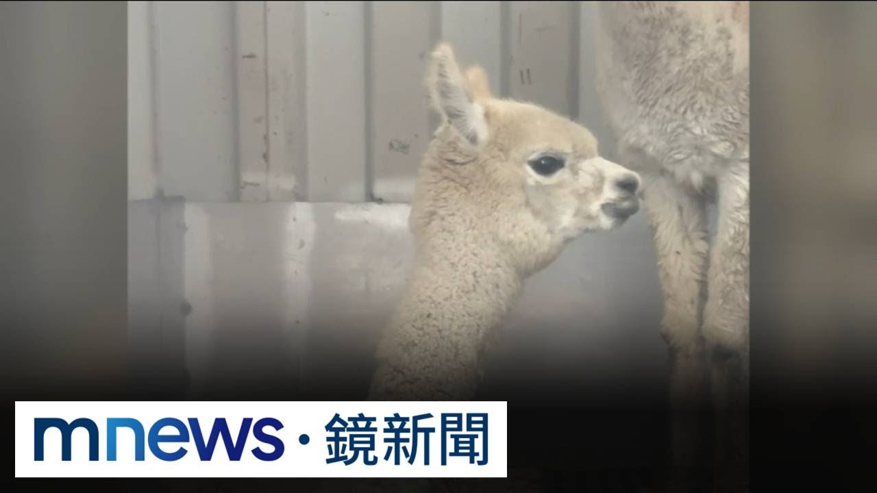 監視畫面全都錄！　空拍機投毒　草泥馬抽搐倒地｜#鏡新聞
