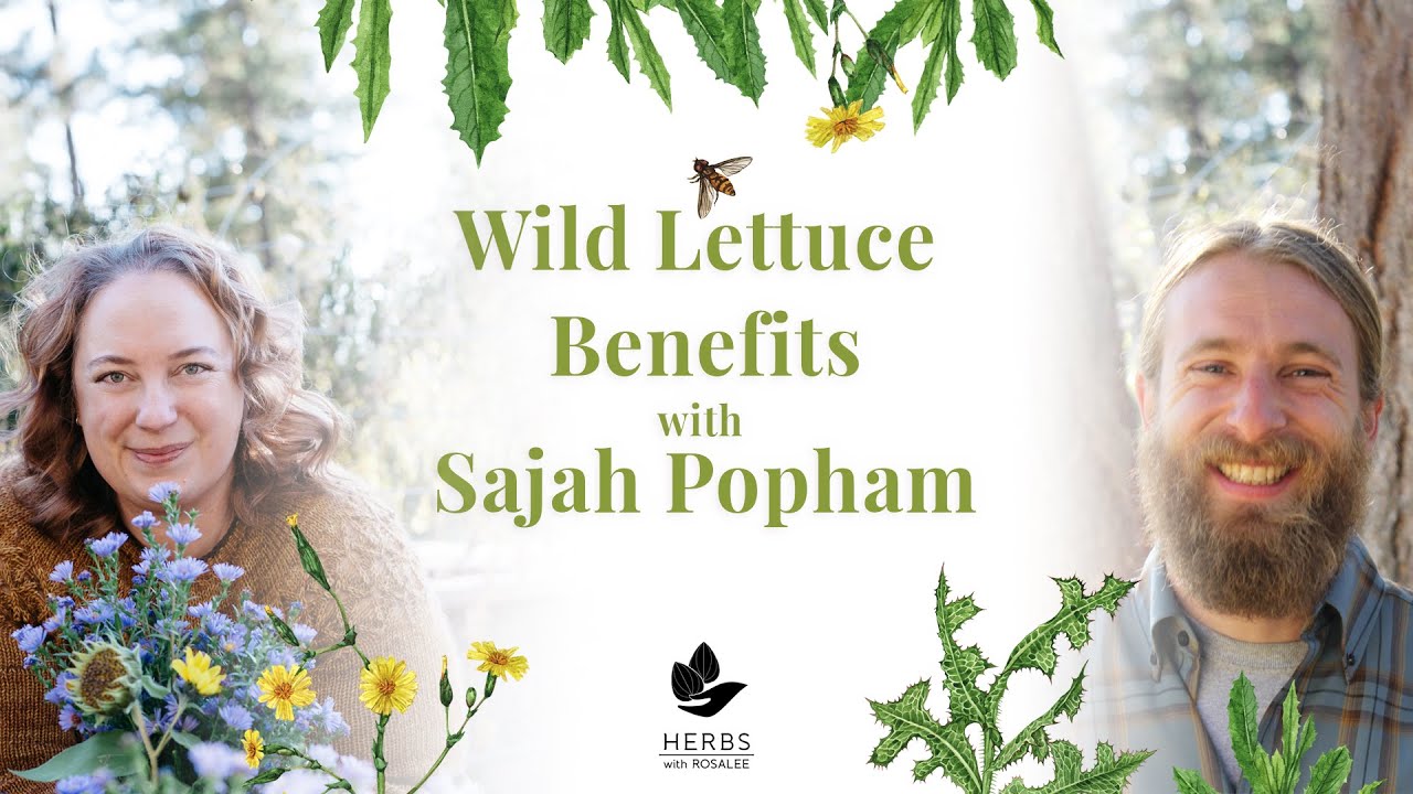 Wild Lettuce Benefits with Sajah Popham | Wild Lettuce Pain Relief