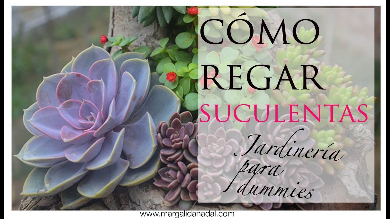 C&oacute;mo regar suculentas. Jardiner&iacute;a para Dummies