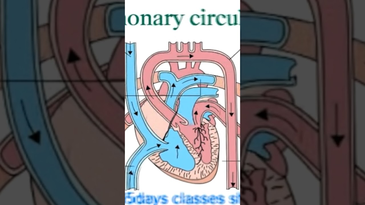 heart ❤️ beating pulmonary circulation 