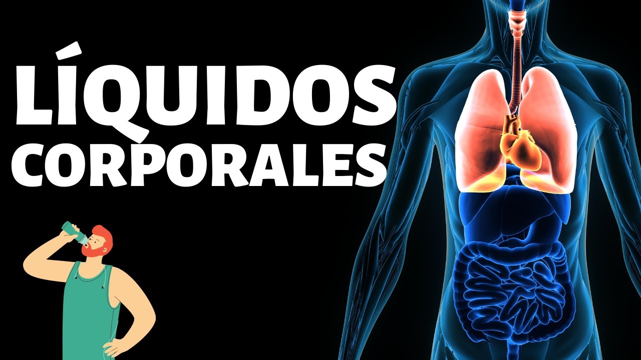¿Qué son los LÍQUIDOS CORPORALES y cuáles son los más importantes?