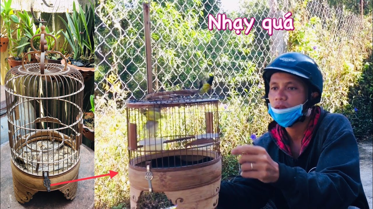 Biến Lồng nuôi chim củ thành Lồng bẫy chim mới