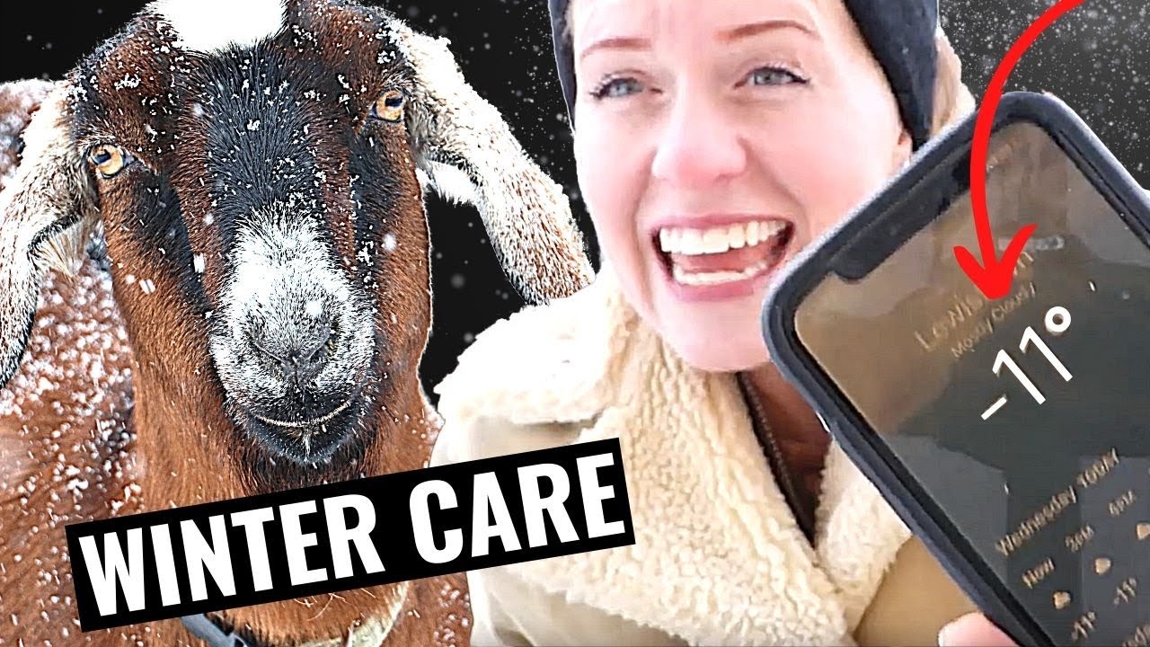 Goats in Winter: How to Keep Them Warm and Healthy! | How to Protect Goats in Winter