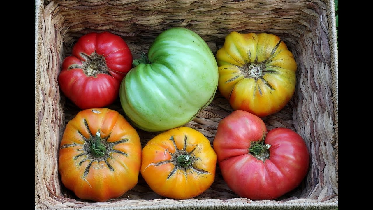 How To Grow Really Big Tomatoes! Growing 1 to 2 Pound Tomatoes