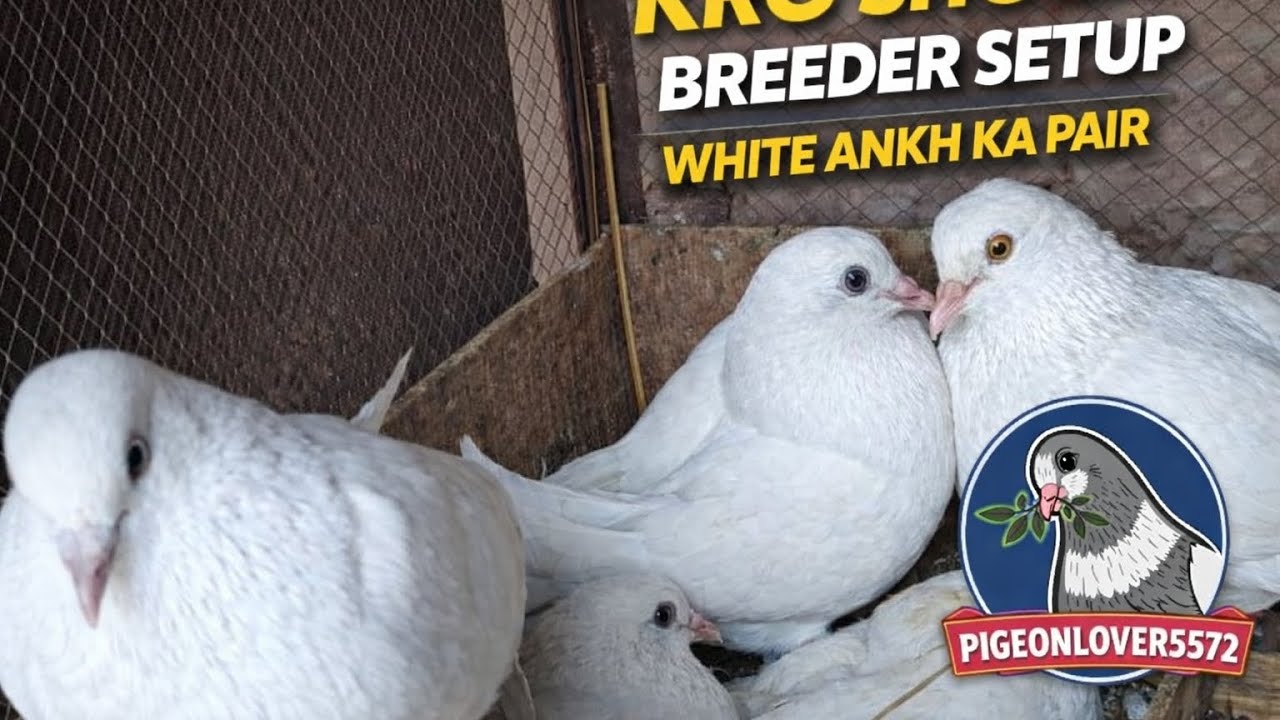 Kro Shock Breeder Setup | White Ankh Ka Pair | Full Breeding Guide #piegeon