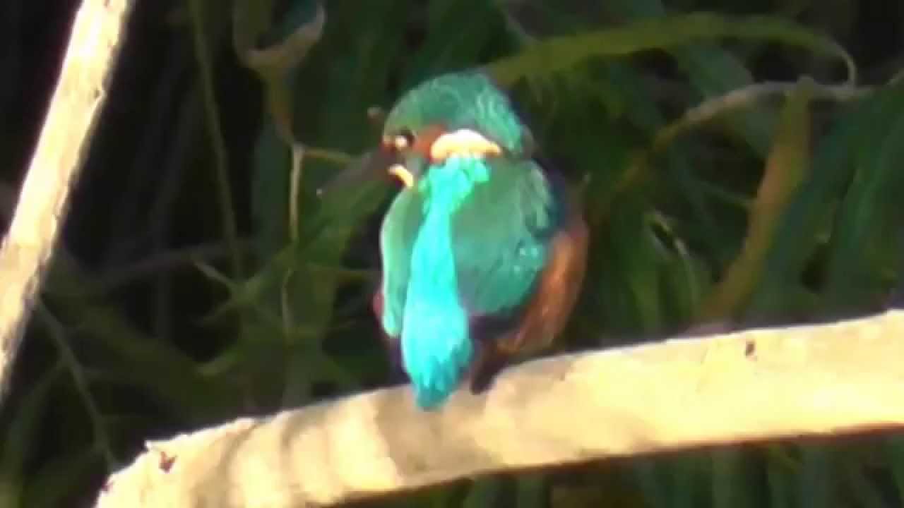 Kingfisher on the River Severn