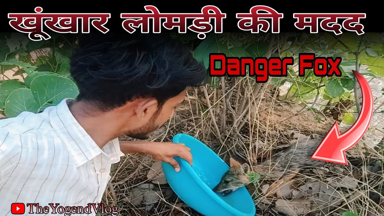 गांव मे मिला खुंखार लोमड़ी डर के साथ हमने किया मदद