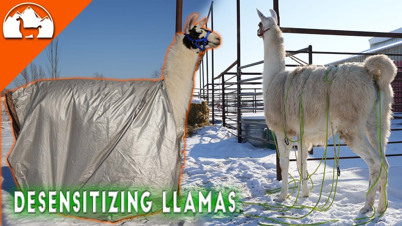 Desensitizing llama training - Ep.6 - Llama Life 3.0