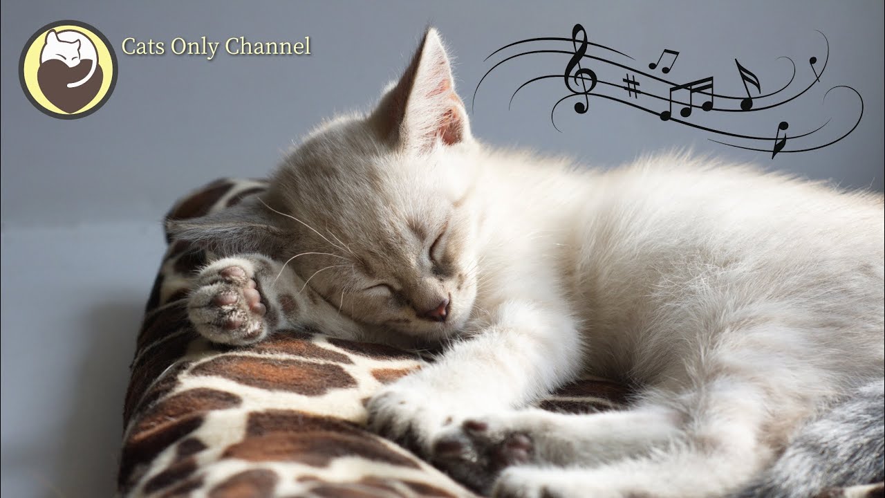 Cat Sleep Music - Calming Music to Relax and Lull Your Cat to Sleep