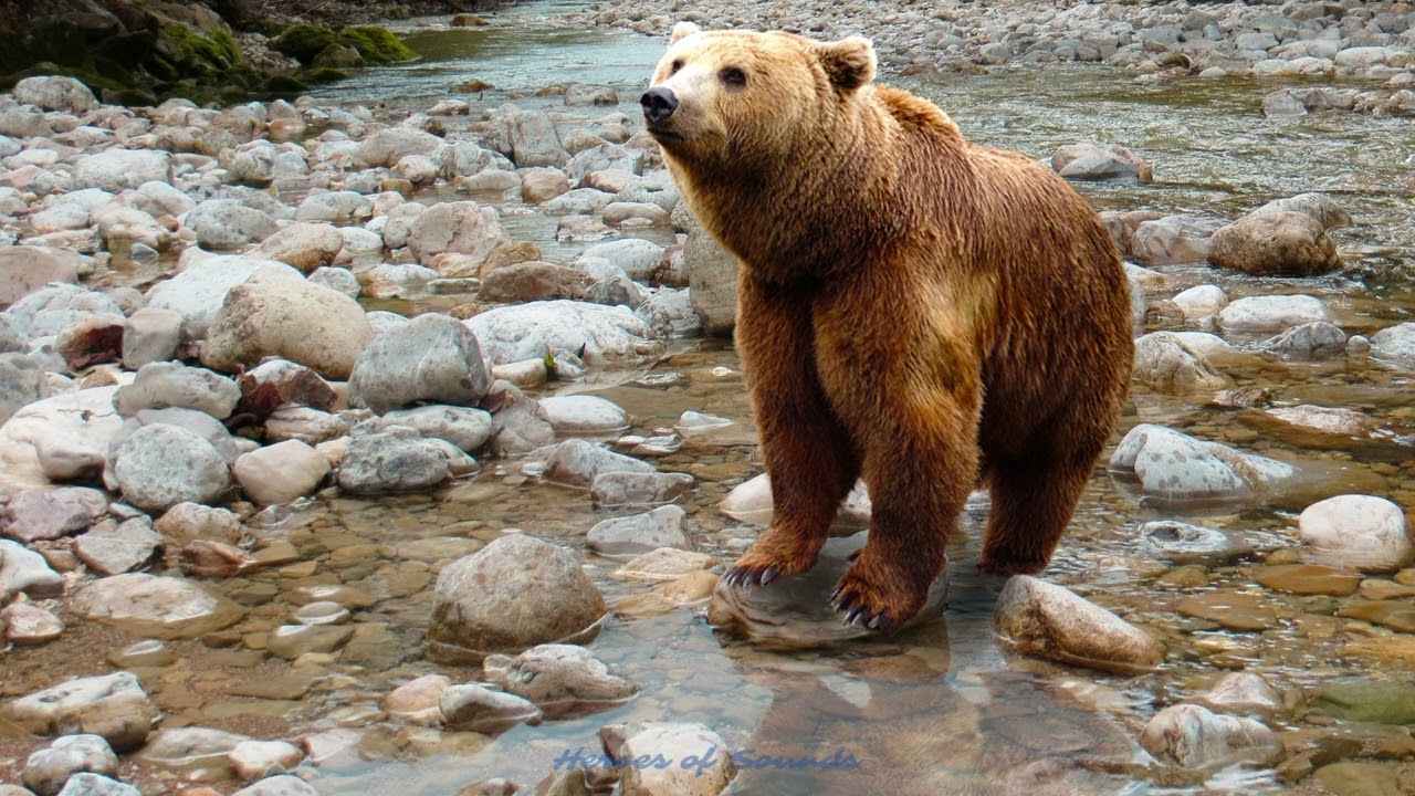Cri de l'ours - le grognement