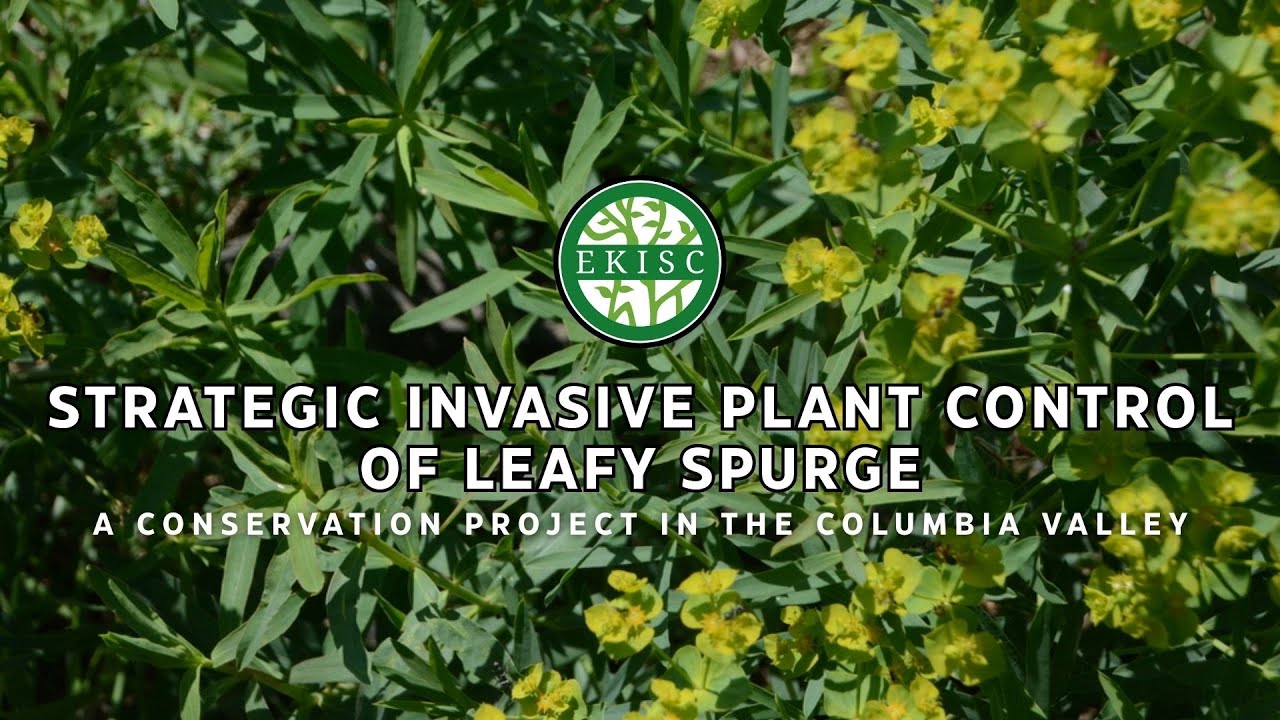 Strategic Invasive Plant Control of Leafy Spurge (SIPCOLS) | KCP + EKISC