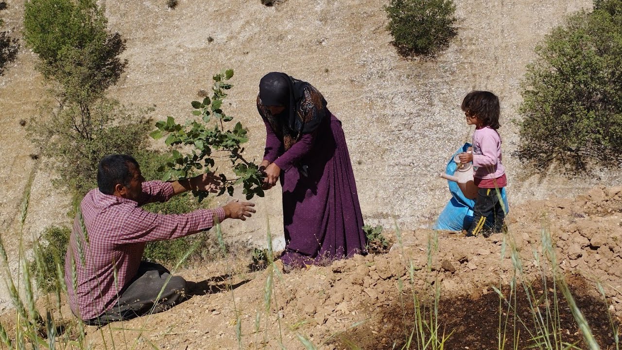 Planting seedlings and vegetables in the field by nomadic family