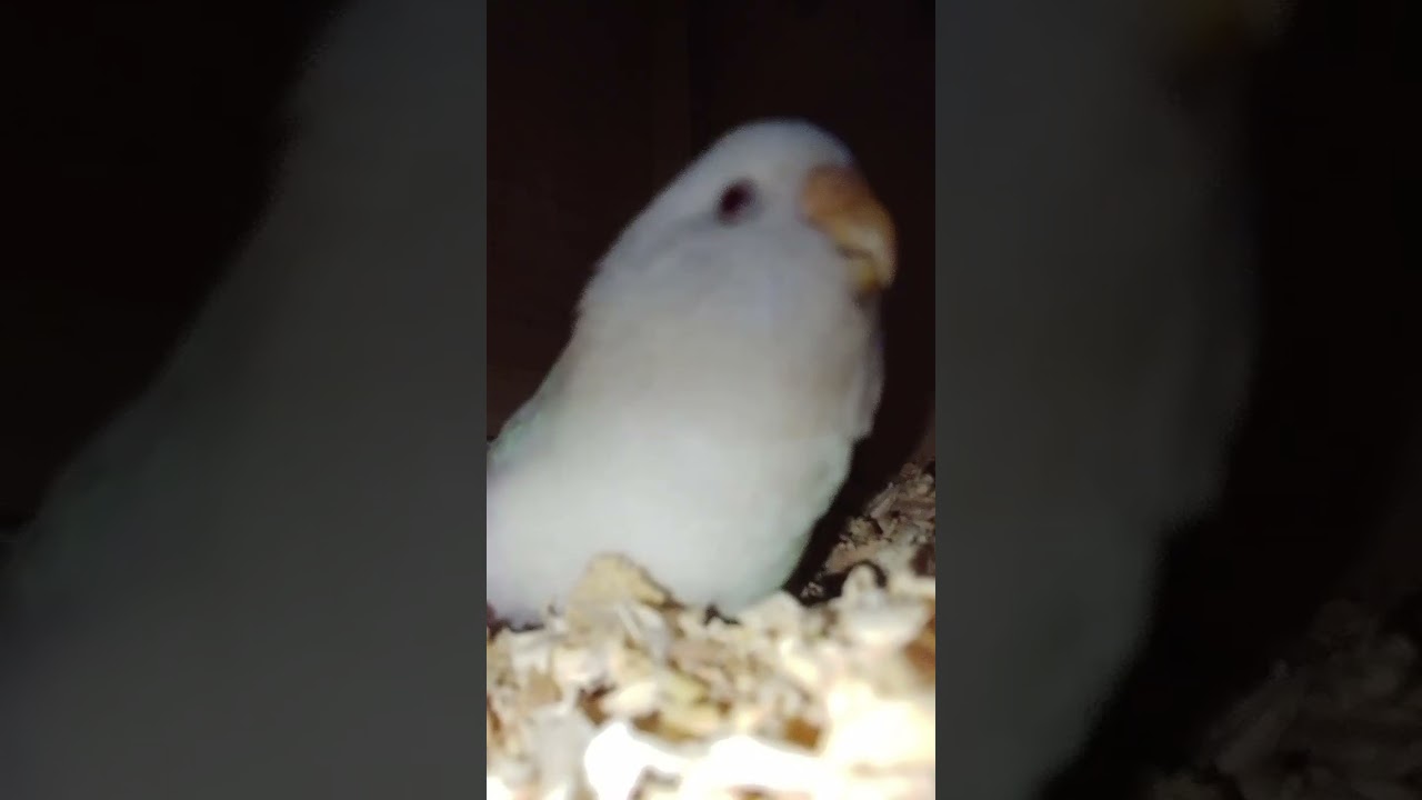 🦜🦜🦜3