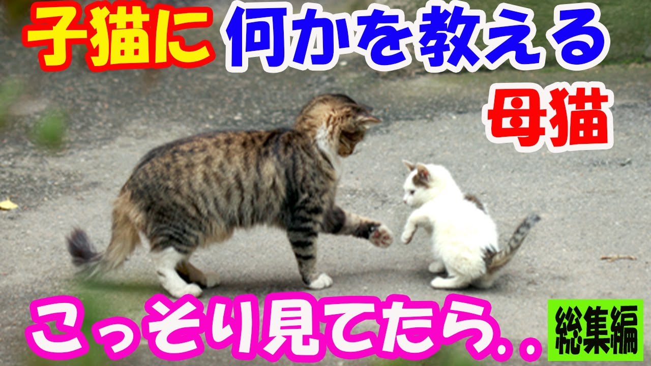何となく猫の言いたいことがわかる私。『何を教えてるんだろう？』母猫が子猫に何か熱心に教えているのでこっそり見ていたら..【猫の不思議な話】【総集編】