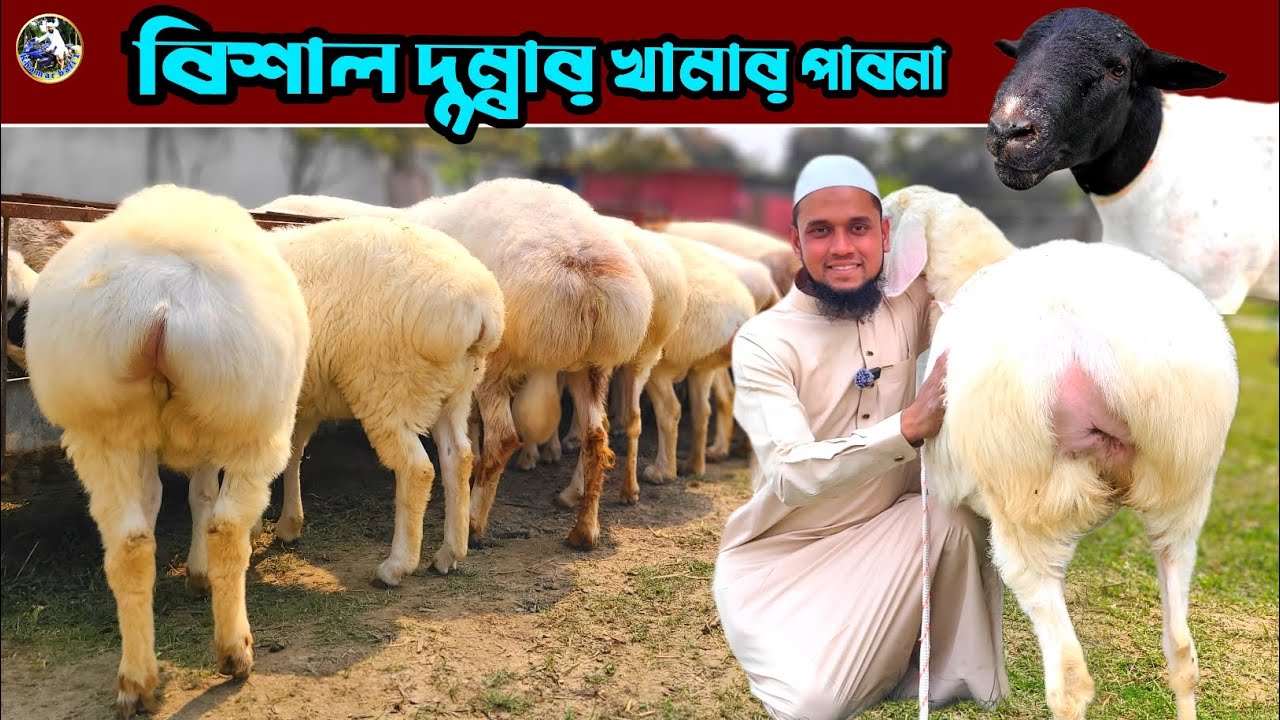 লা ইলাহা ইল্লাল্লাহু মুহাম্মাদুর রাসুলুল্লাহ দুম্বার খামার পাবনা কোয়ালিটি ফুল তুর্কি দুম্বা কিনো 💥
