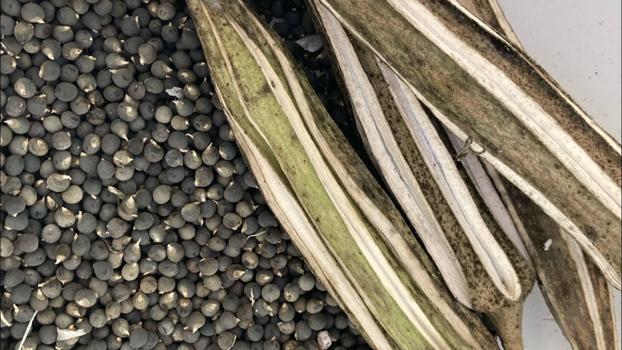How to save your own okra seeds for next seasons planting. EASY!