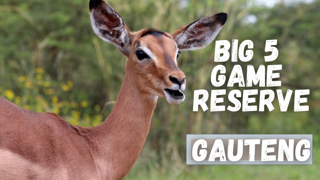 Dinokeng Game Reserve | Big 5 | Gauteng | Travel Vlog | South African Youtuber