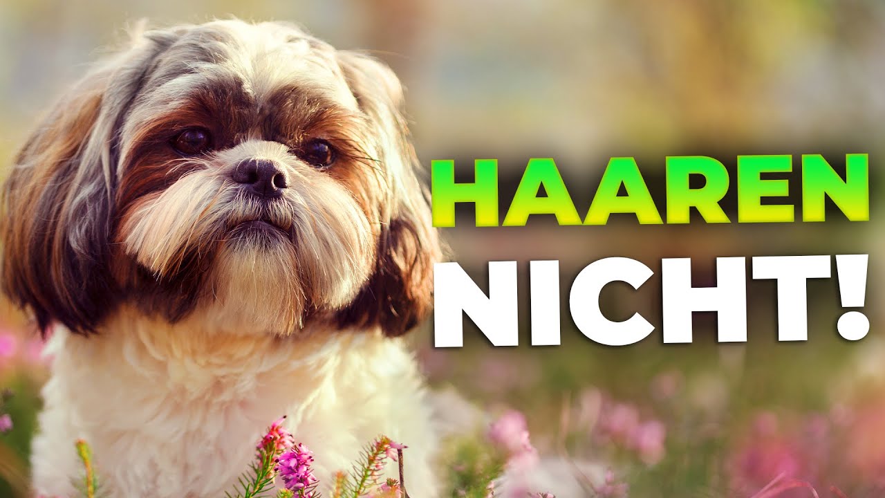 Top 10 Hunde, die nicht haaren: Allergikerfreundliche & reine Hunderassen
