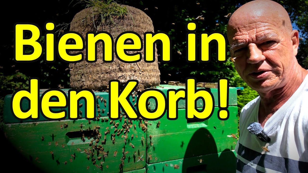 Heideimker-Bienen-Abenteuer: Schwarm umlogieren in Korb Lüneburger Stülper