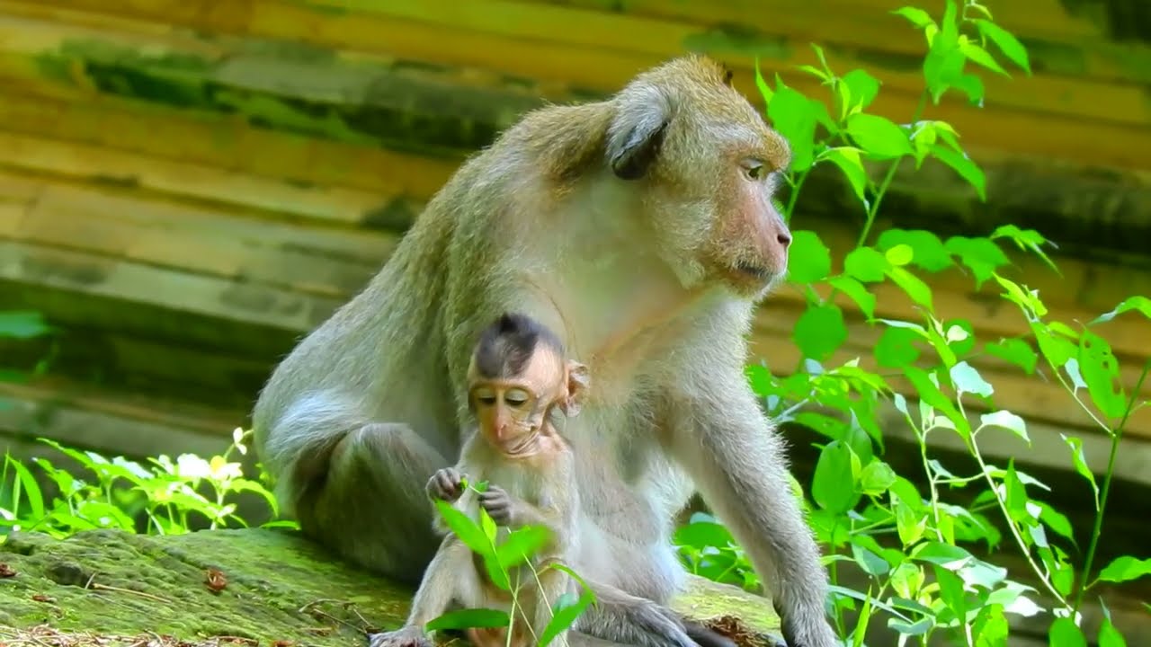 Strange But True: Male Monkey Raises a Baby Without Its Mother