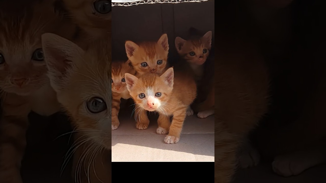 A family of cats kicked out! 