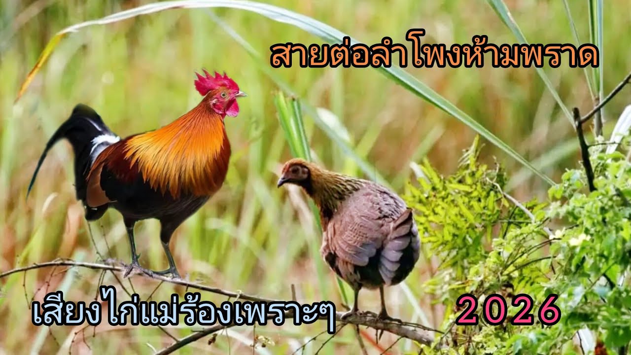 เสียงไก่แม่ร้องเพราะๆ สายต่อลำโพงห้ามพราด suab poj qaib seev zoo heev 