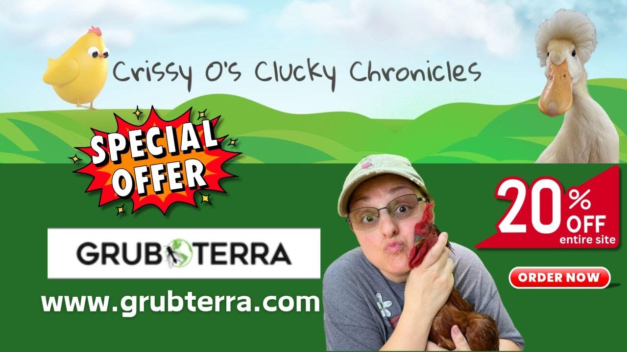 Grubs Grubs Grubterra! #grubs #grubterra #flockgoals #chickenflock #flockpower #homesteading #fyp
