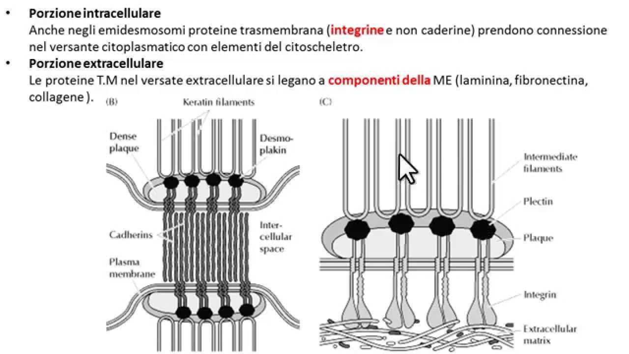 Giunzioni aderenti: Emidesmosomi.