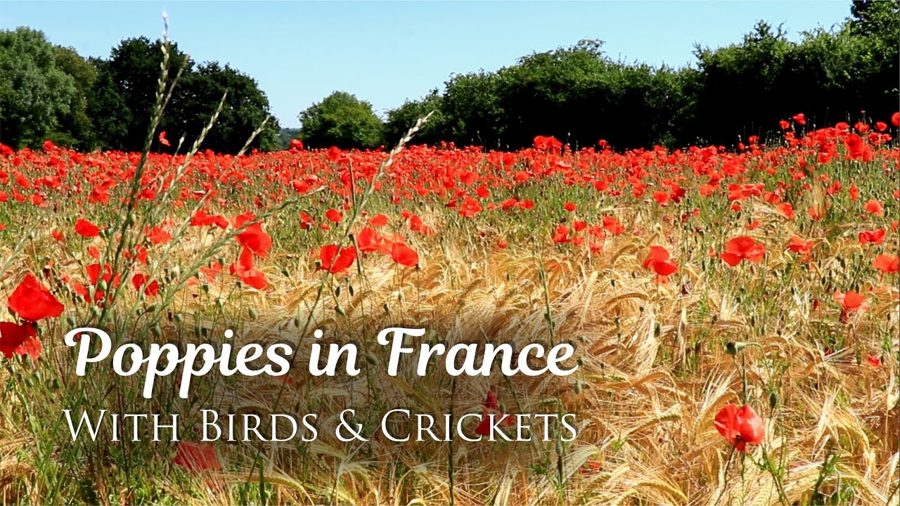 Calming Wildflower Meadow Ambience | Poppy Flowers | with Birdsong and Crickets (Nature Sounds)