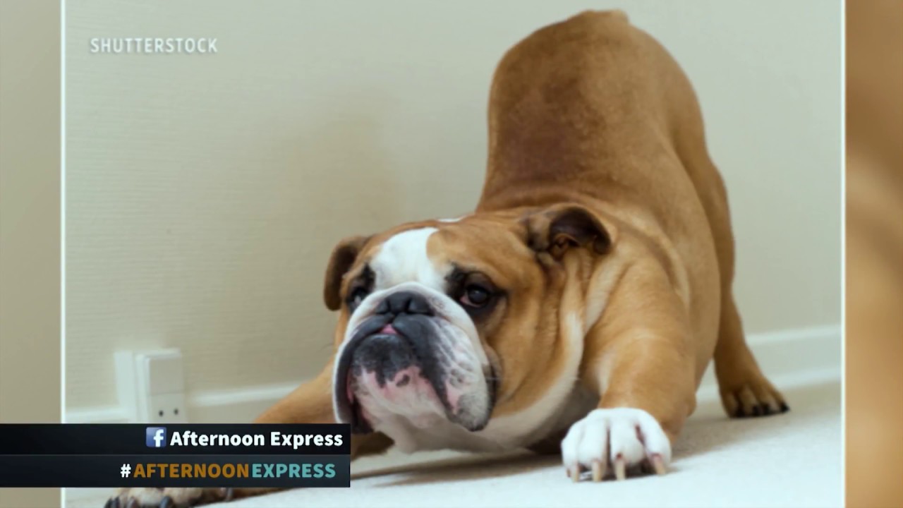 Pet Exercise Pedigree & Whiskas | Afternoon Express