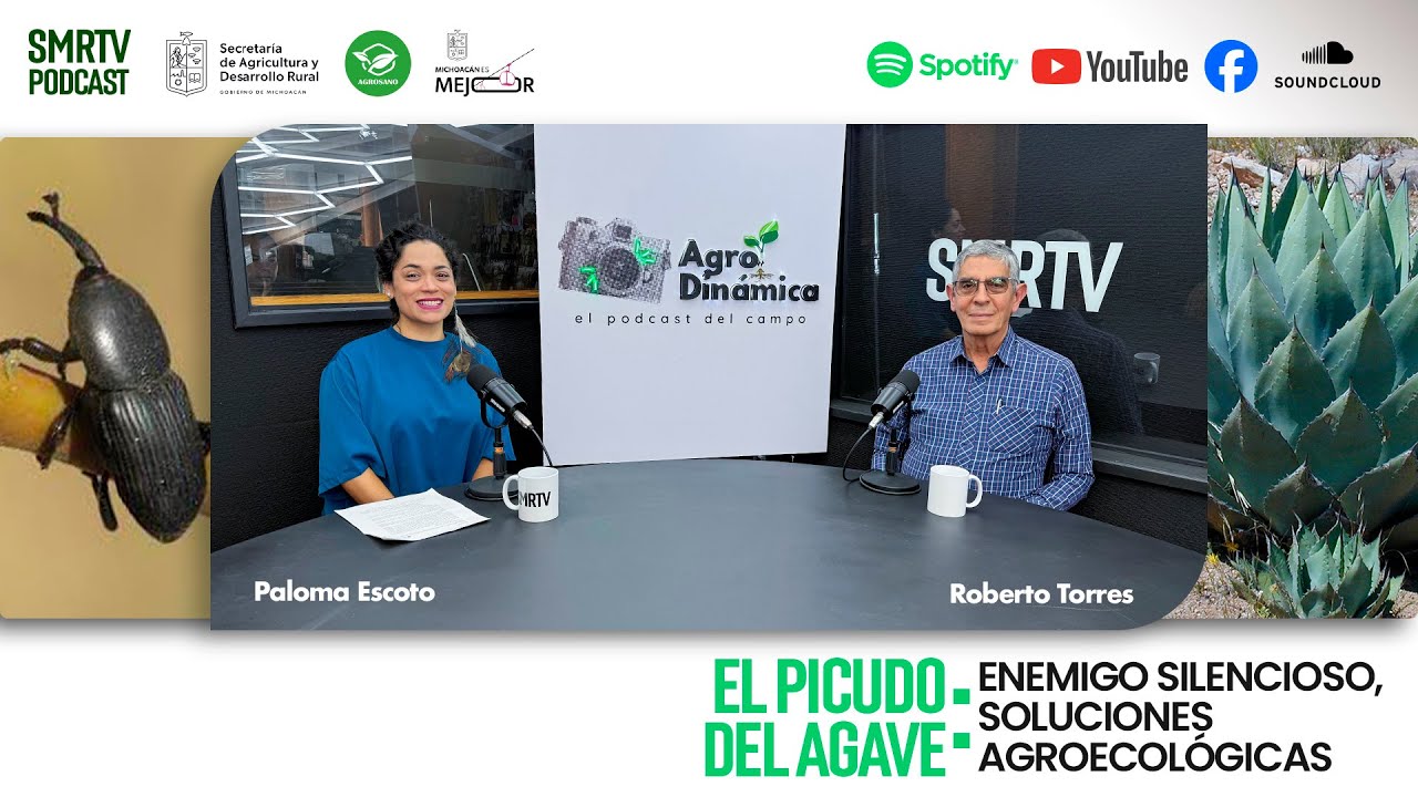 El Picudo del Agave: Enemigo Silencioso, Soluciones Agroecológicas | AgroDinámica | Podcast | SMRTV