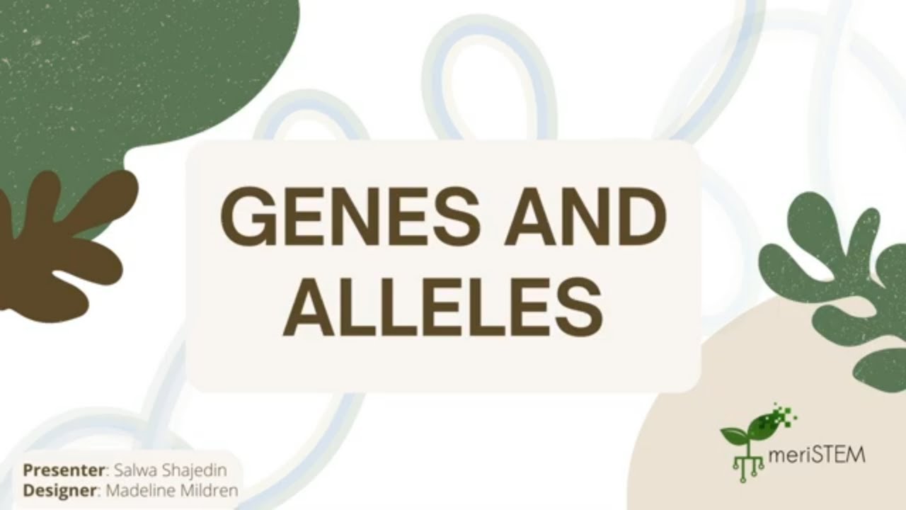 Genes and alleles | DNA, genes and inheritance | meriSTEM