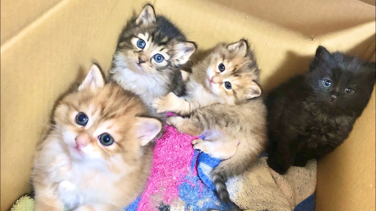 4匹の子猫を保護しました | 子猫のその後 | 子猫成長記録