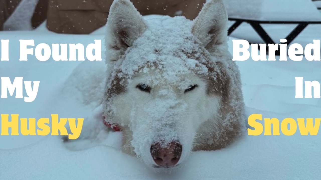 This Is Why Huskies Are Built Different