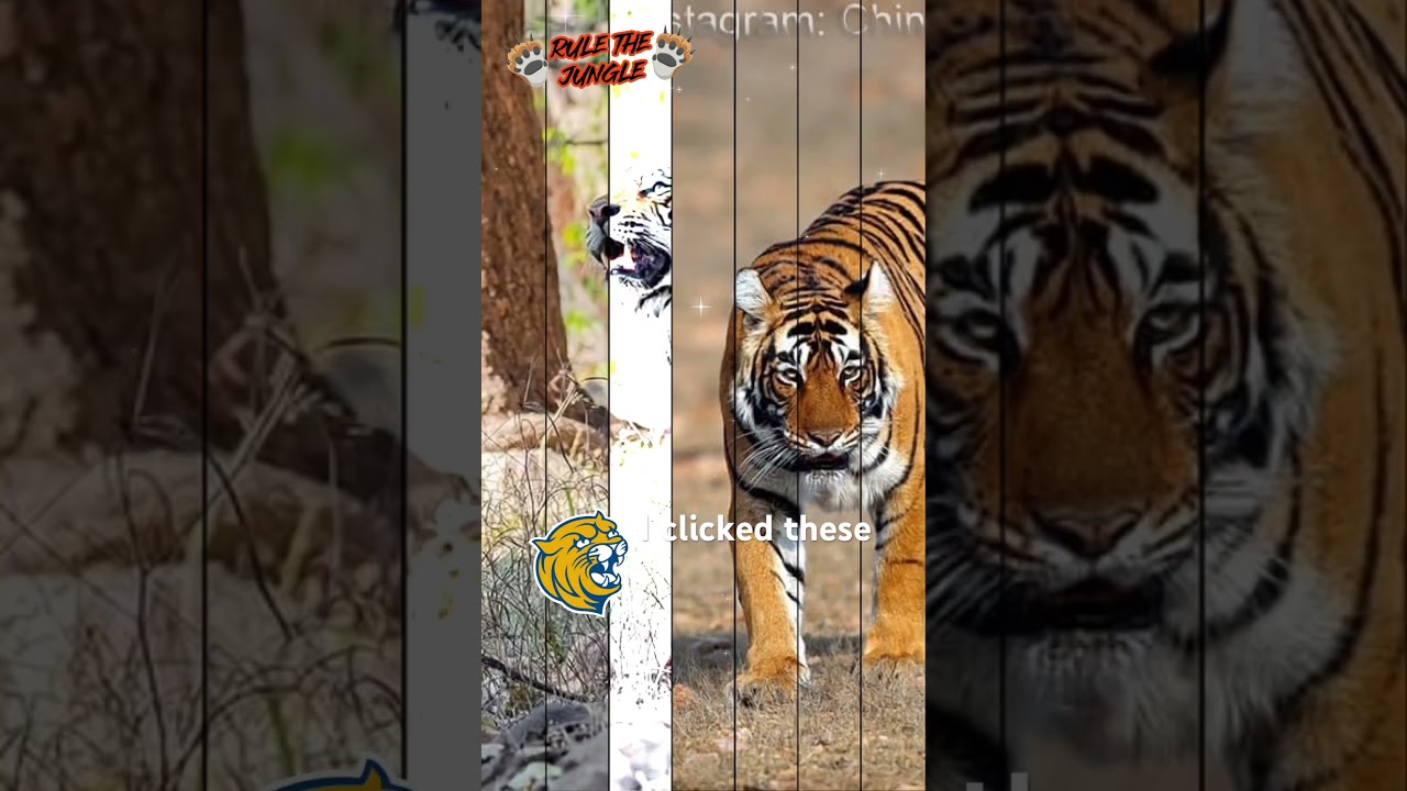 Close encounter with tigers from Ranthambore, Bandhavgarh and Kanha.  More to come.