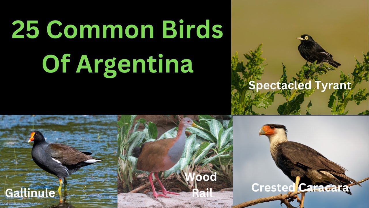 25 Common Birds Of Argentina