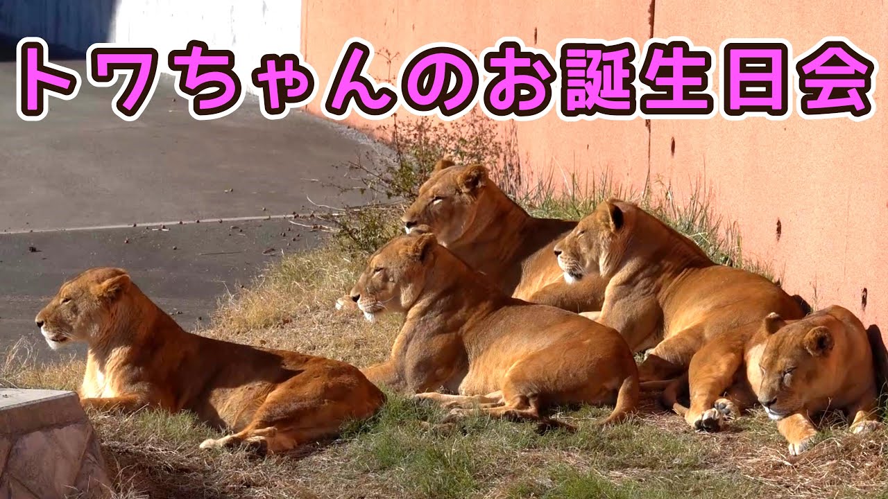 トワちゃんのお誕生日会😸🎁　多摩動物公園ライオン園ドキュメンタリー