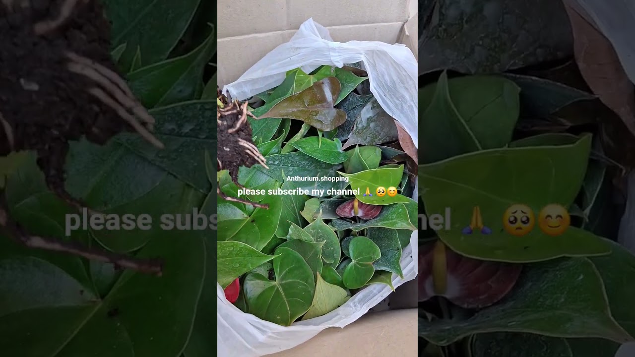 Rare imported Anthurium plant online shopping 