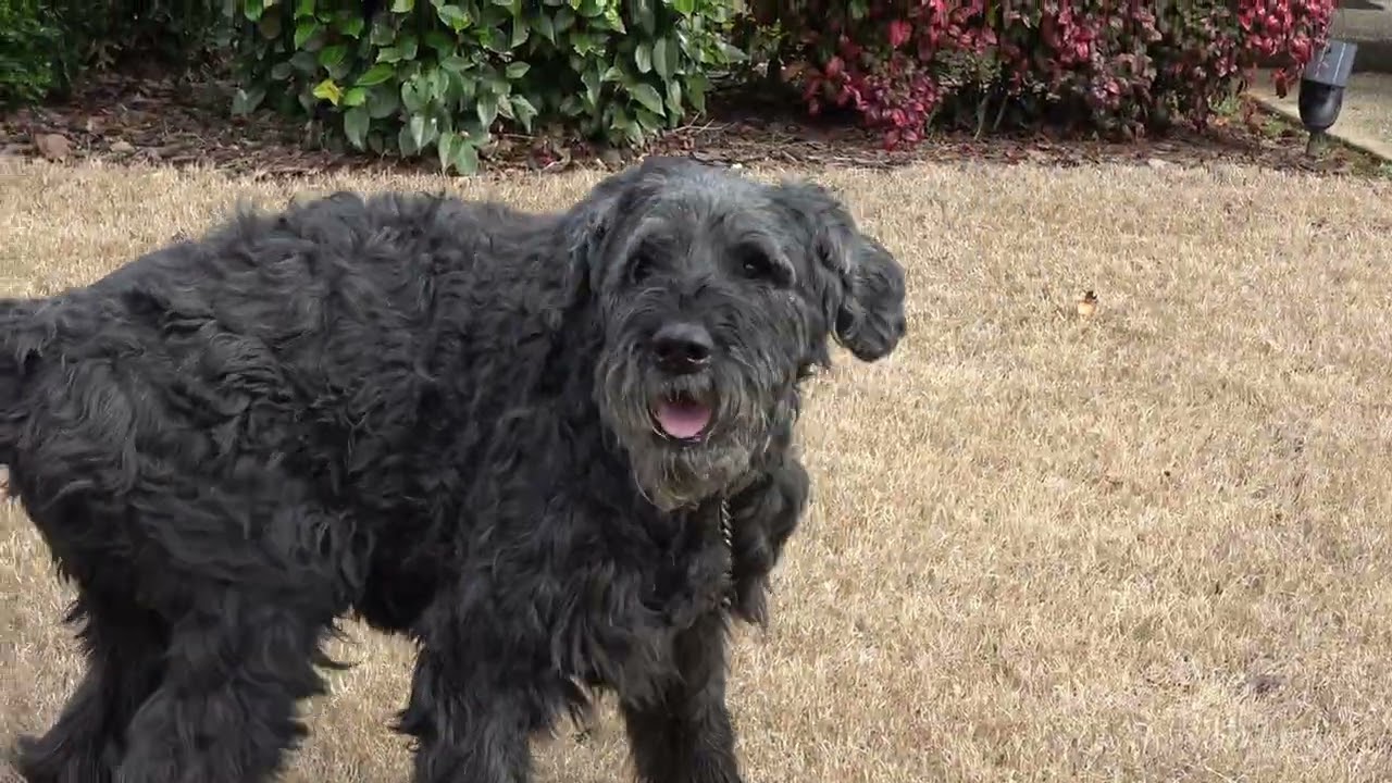 Giant Schnauzers Love Life and You !!!