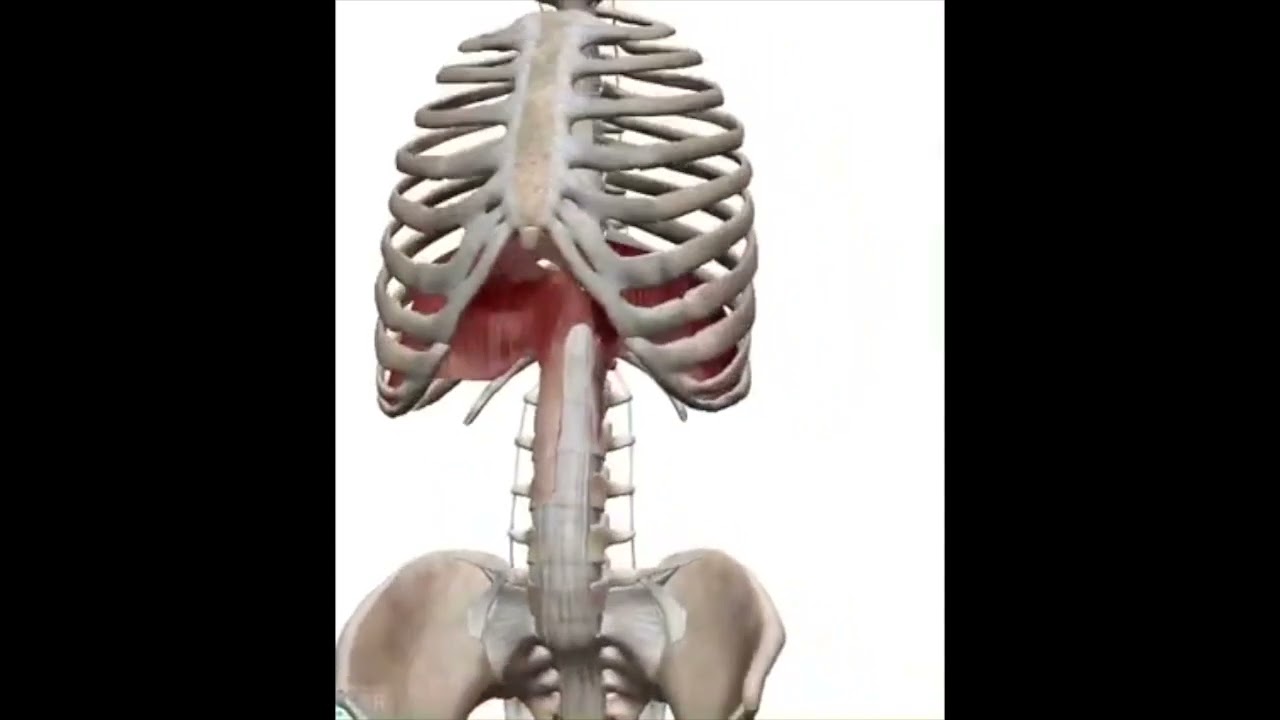 Core Muscles