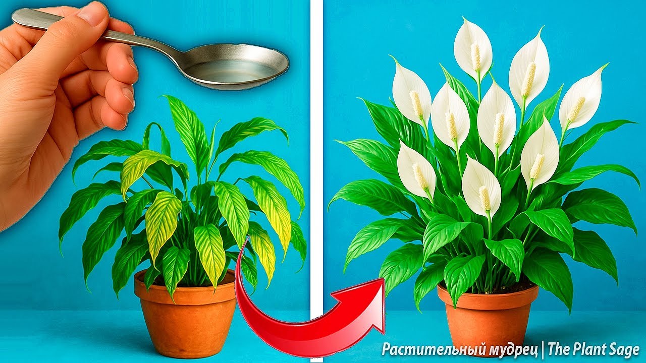 ПЕРЕКИСЬ ВОДОРОДА ДЛЯ КОМНАТНЫХ РАСТЕНИЙ 🌿 1 ЛОЖКА НА ЛИТР — ВОТ ЧТО ПРОИЗОШЛО! 🌸