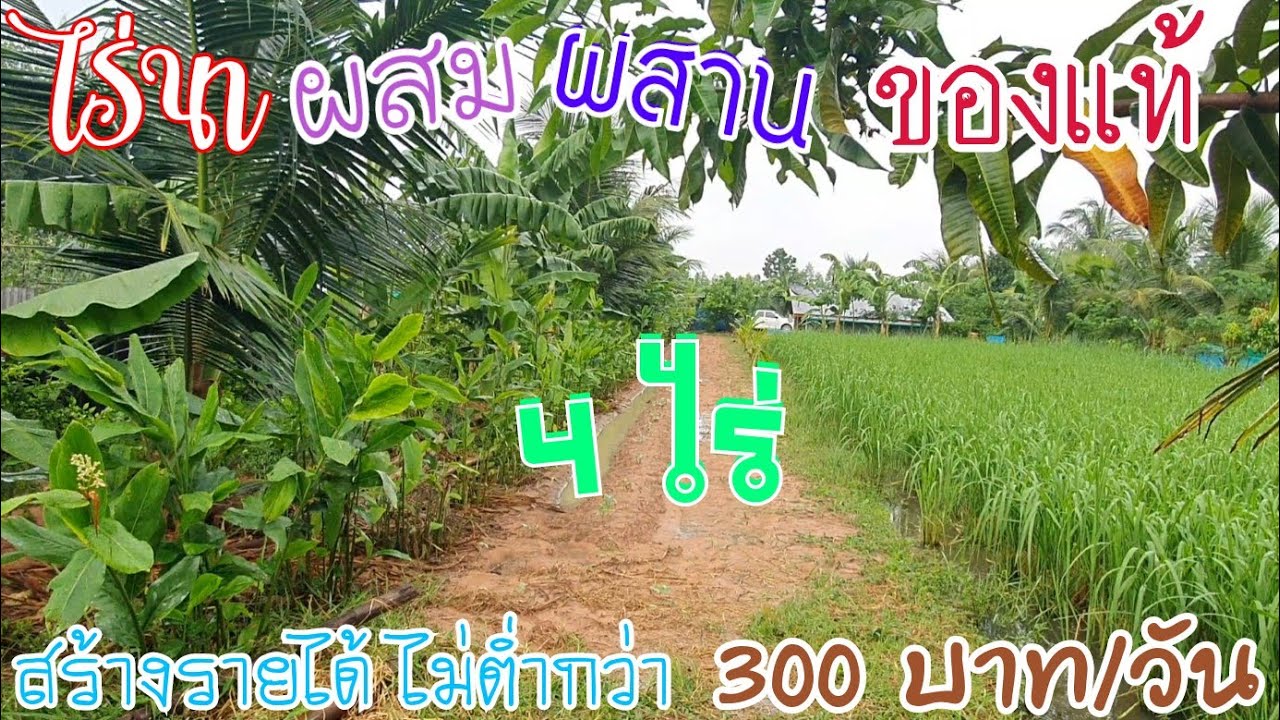 นี่สิไร่นาผสมผสานของแท้ แค่ 4 ไร่มีรายได้วนไปทั้งปี