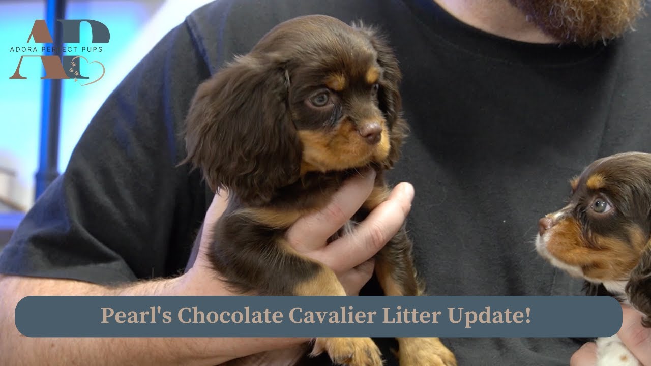 Pearl's Chocolate Cavalier Litter Update! Adora Perfect Pups