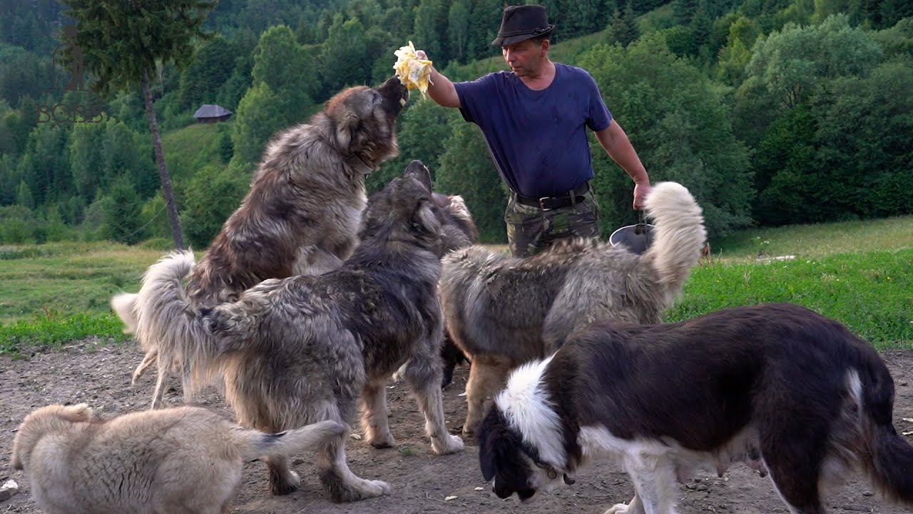 11 câini ciobănești CARPATINI ai lui Lucian Duruian în munții Carpați | Gardienii muntelui vs URȘI