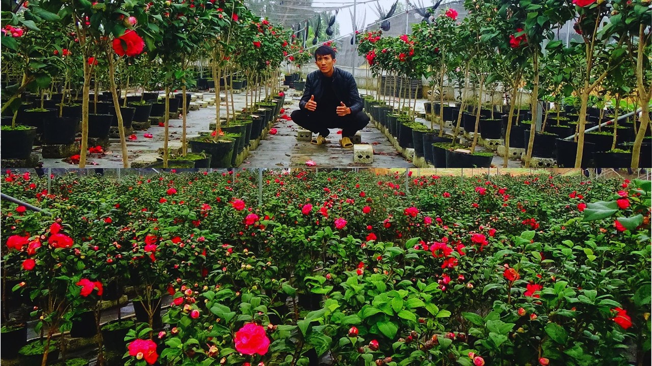 NHỮNG GIỐNG TRÀ MY CỔ HÓT NHẤT TỪ TRƯỚC TỚI NAY || VKC 0988015061
