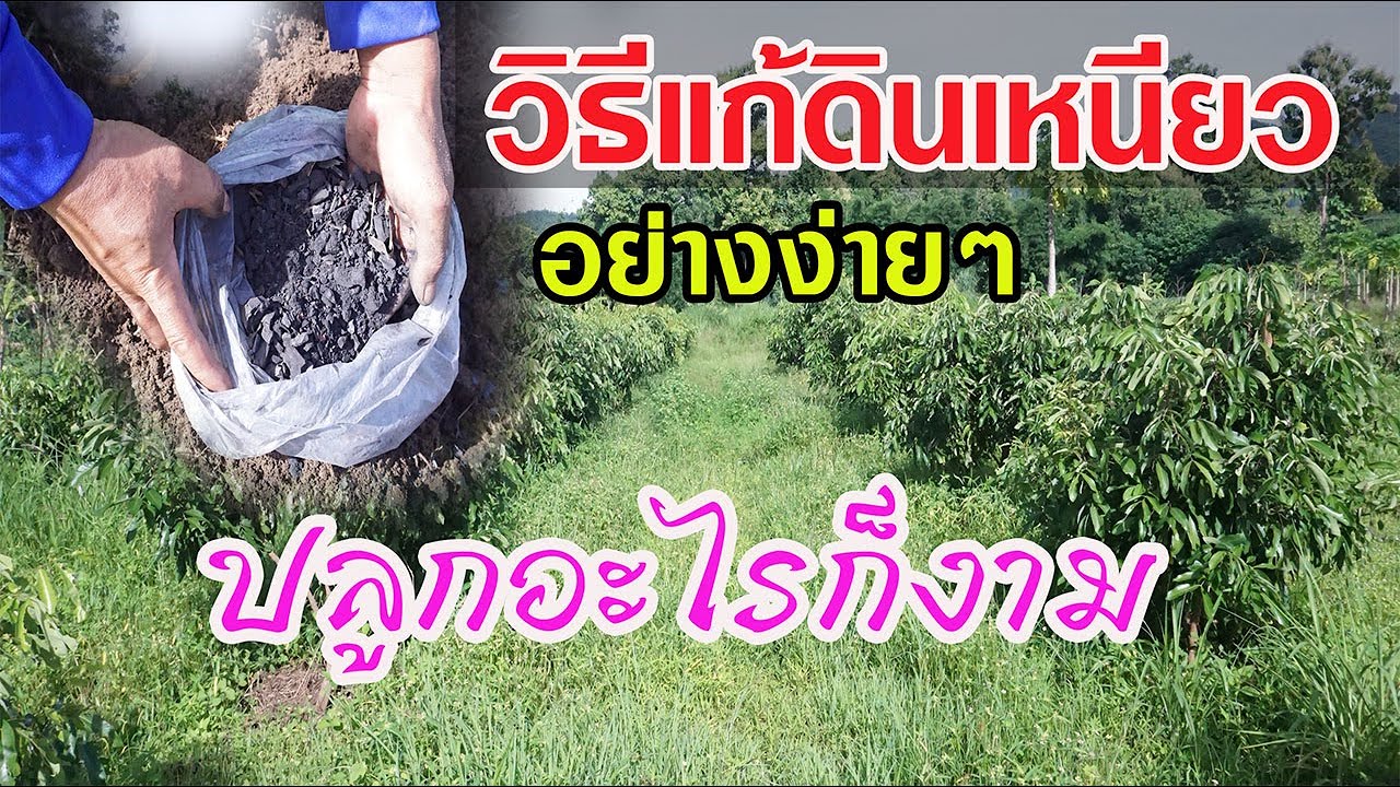 แชร์เคล็ดลับ! ปรับดินเหนียวให้ร่วนซุยอย่างง่าย ปลูกอะไรก็งามตามปกติ