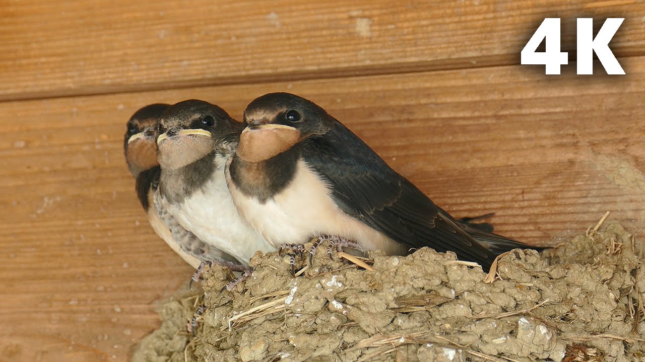 [4K] ツバメの子育て2 成長が遅いツバメの巣立ち Barn Swallow